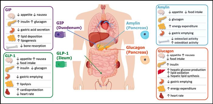 Anatomical infographic comparing GLP-1, GIP, amylin, and glucagon effects on appetite, insulin, gastric emptying, and metabolism